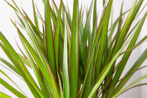 dragon tree plant care